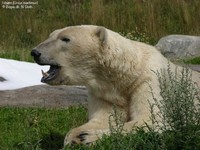 Isbjørn (Ursus maritimus)