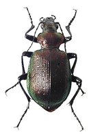 Calosoma inquisitor