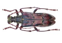 Oxymirus mirabilis