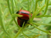 Entomoscelis adonidis
