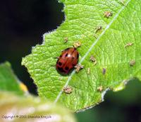 Gonioctena viminalis