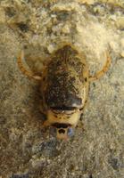 Eretes sticticus
