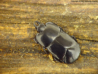 Hololepta plana