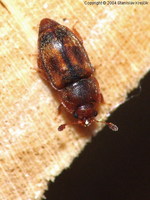 Epuraea unicolor