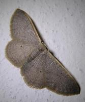 Idaea eugeniata