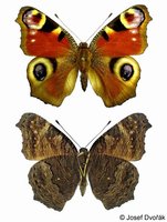 Inachis io - Peacock Butterfly