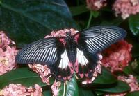 Papilio rumanzovia - Scarlet Mormon