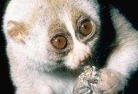 photograph of slow loris