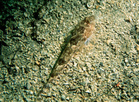 ...aloshe, Dragó, Mišic, Stribet Fløjfisk, Bunog, Pitvis, Common dragonet, Drekafiskur, Floyfiskur,...