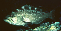 Mycteroperca interstitialis, Yellowmouth grouper: fisheries, aquarium