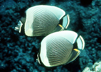 Chaetodon reticulatus, Mailed butterflyfish: fisheries, aquarium