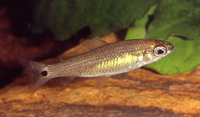 Neolebias gracilis, :