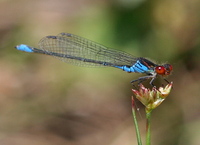 Erythromma najas - Red-eyed Damselfly