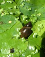 Radix peregra - Wandering Pond Snail