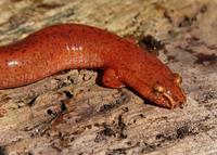 Image of: Gyrinophilus porphyriticus (spring salamander)