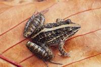 Image of: Leptodactylus fuscus (rufous frog)