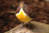 Gallicolumba rufigula - Cinnamon Ground-Dove