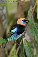 Tangara larvata - Golden-hooded Tanager