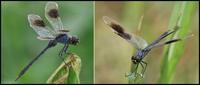 Image of: Brachymesia gravida