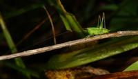 Image of: Conocephalus (smaller meadow grasshoppers)