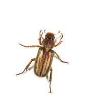 Image of: Dichelonyx