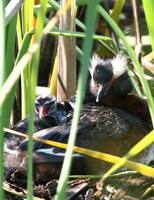 Podiceps auritus - Slavonian Grebe