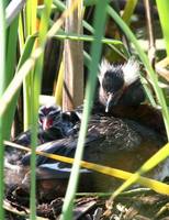 Podiceps auritus - Slavonian Grebe