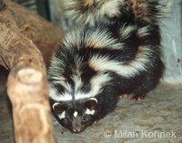 Ictonyx striatus - Striped Polecat