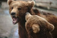 Ursus arctos arctos - European Brown Bear