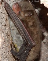 Myotis daubentonii - Daubenton's Bat