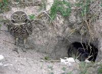 Image of: Athene cunicularia (burrowing owl)