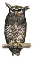 Image of: Bubo sumatranus (barred eagle-owl)