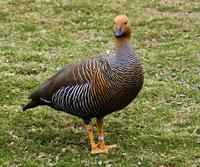 Image of: Chloephaga rubidiceps (ruddy-headed goose)