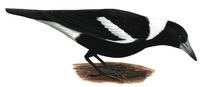 Image of: Gymnorhina tibicen (Australian magpie)