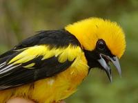 Image of: Icterus mesomelas (yellow-tailed oriole)