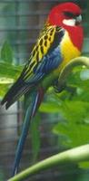 Image of: Platycercus eximius (eastern rosella)