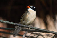 Image of: Pomatorhinus ferruginosus (coral-billed scimitar babbler)