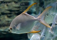 Trachinotus blochii - Asian Pompano