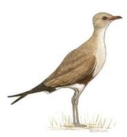 Image of: Stiltia isabella (Australian pratincole)