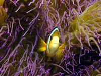 Image of: Amphiprion (anemonefishes)