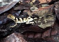 Image of: Enyalius leechii