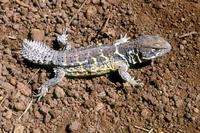 Image of: Hoplocercus spinosus