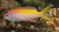 Nemanthias carberryi - Threadfin Anthias