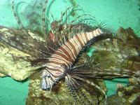 Pterois volitans - Butterfly Cod