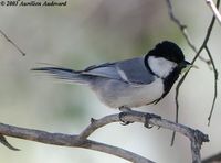 Turkestan Tit - Parus bokharensis