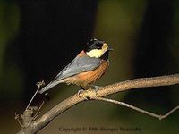 Varied Tit - Parus varius