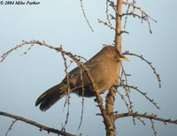 Plain Laughingthrush - Garrulax davidi