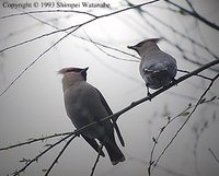 Bohemian Waxwing - Bombycilla garrulus