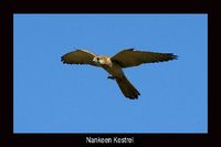 Nankeen Kestrel