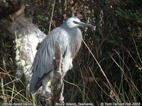 White-faced Heron - Egretta novaehollandiae